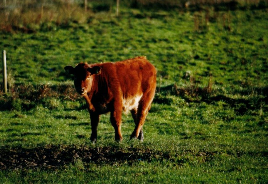2001.11 DK 03.22 koeien 3 kalf